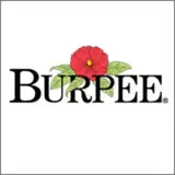 Burpee